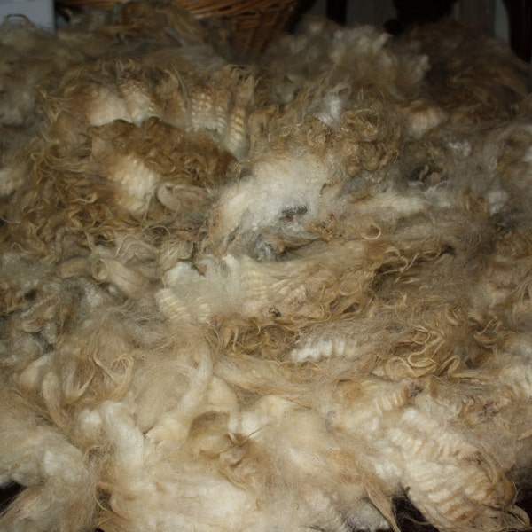 RAW Wool/ unwashed Icelandic fleece