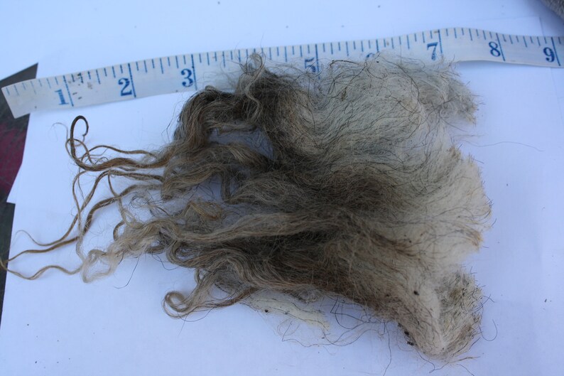Whole Raw Icelandic Fleece Beautiful!