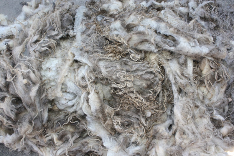 Whole Raw Icelandic Fleece Beautiful!