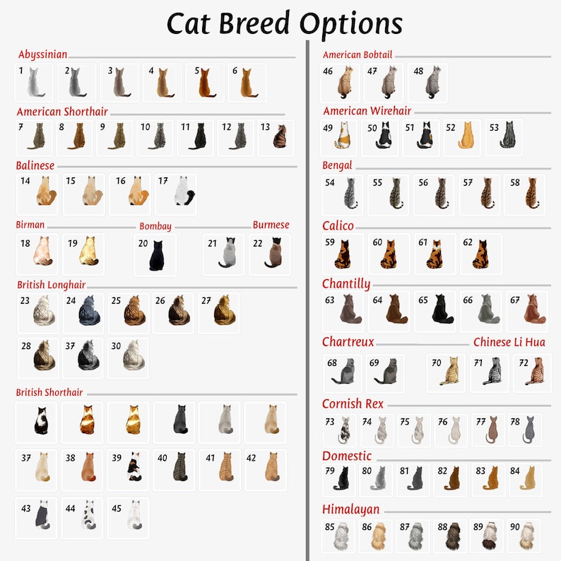 May include: A chart with images of different cat breeds, labeled with their names. The chart is divided into rows and columns, with each breed having its own section. The chart includes breeds such as Abyssinian, American Shorthair, Balinese, Birman, Bombay, Burmese, Calico, Chantilly, Chartreux, Chinese Li Hua, Cornish Rex, Domestic, and Himalayan.