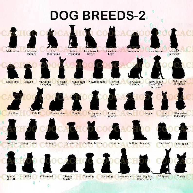 Puede incluir: Un gr&aacute;fico con siluetas de 40 razas de perros diferentes, incluyendo el Setter Irland&eacute;s, el Jack Russell Terrier, el Terranova, el Caniche, el Rottweiler, el Shih Tzu y el Yorkshire Terrier. El gr&aacute;fico se titula "Dog Breeds-2".