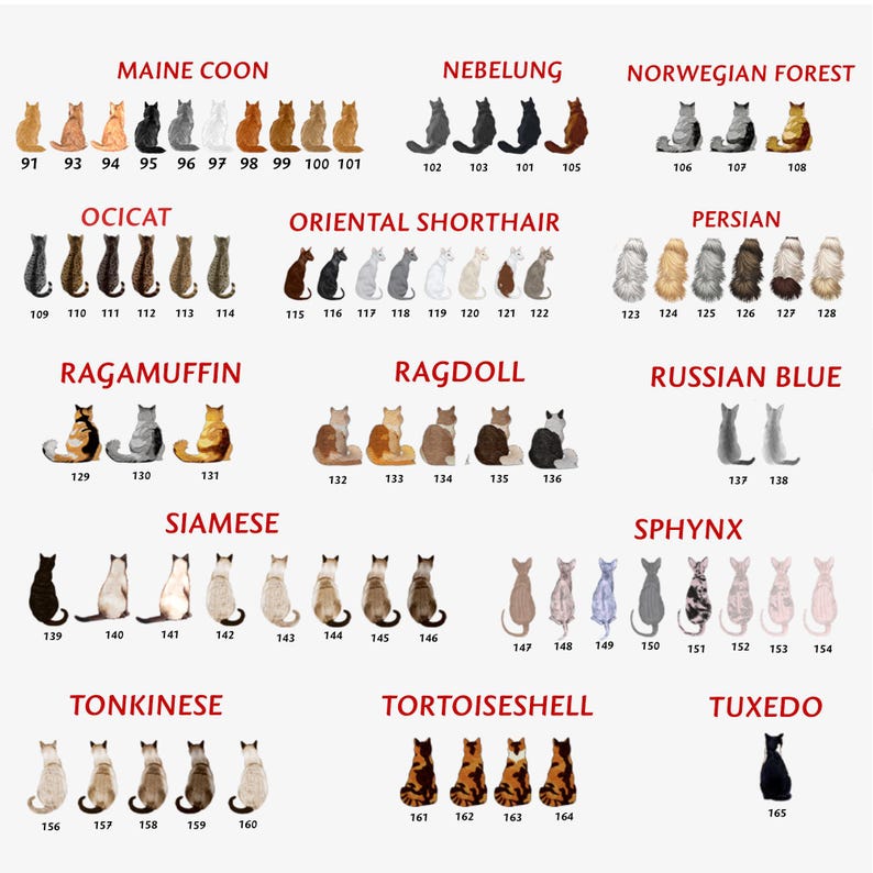 May include: A chart with illustrations of different cat breeds, including Maine Coon, Ocicat, Oriental Shorthair, Ragamuffin, Ragdoll, Siamese, Tonkinese, Tortoiseshell, and Tuxedo. Each breed is labeled with its name and numbered.