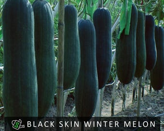 Black Skin Winter Melon Seeds | Heirloom Ash Gourd for Soup & Drinks | 10 seeds