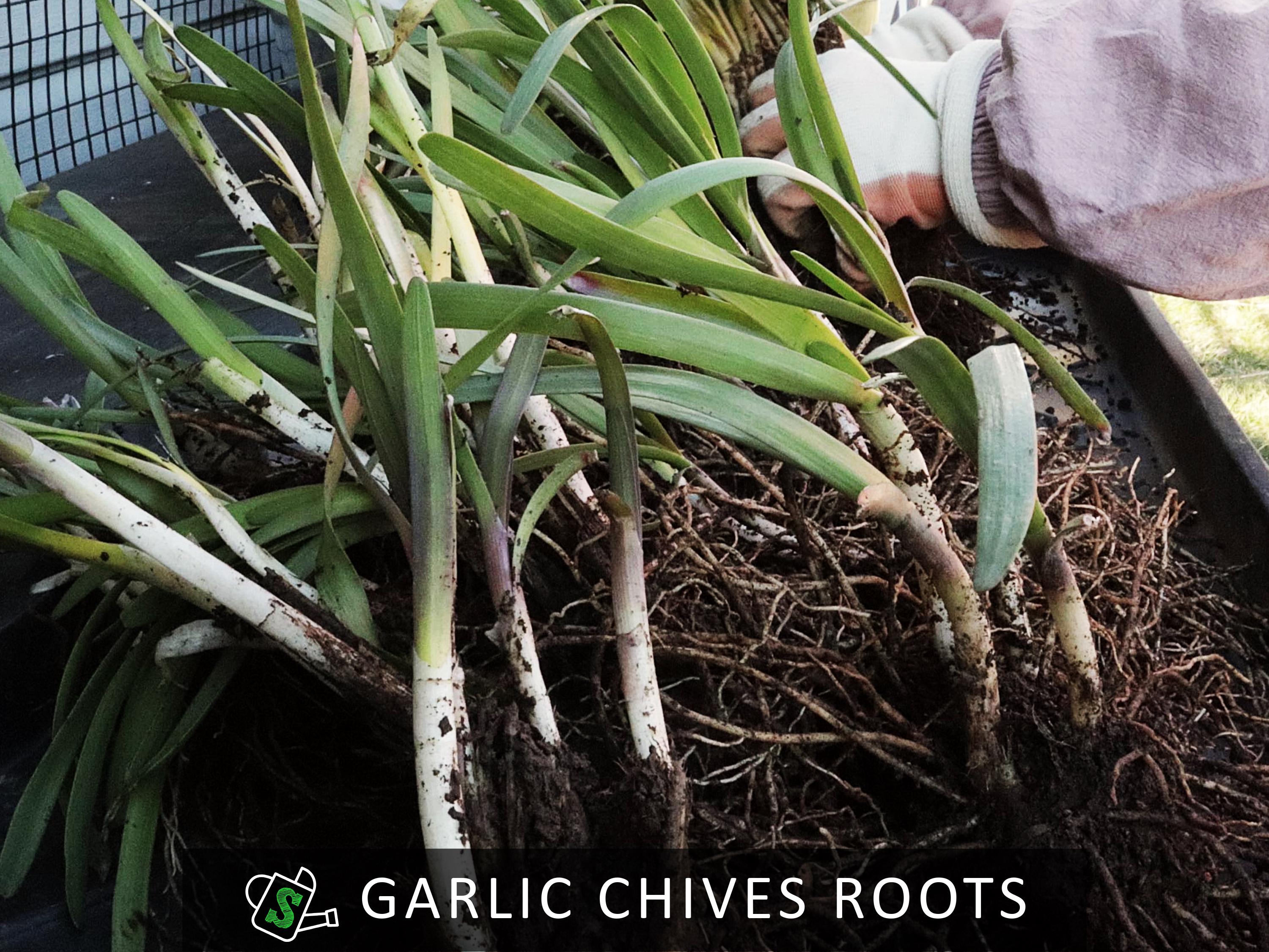 Chives Rooth's Organic Garlic Chives Roots, Broad-leaf Purple Stem | Heirloom ...