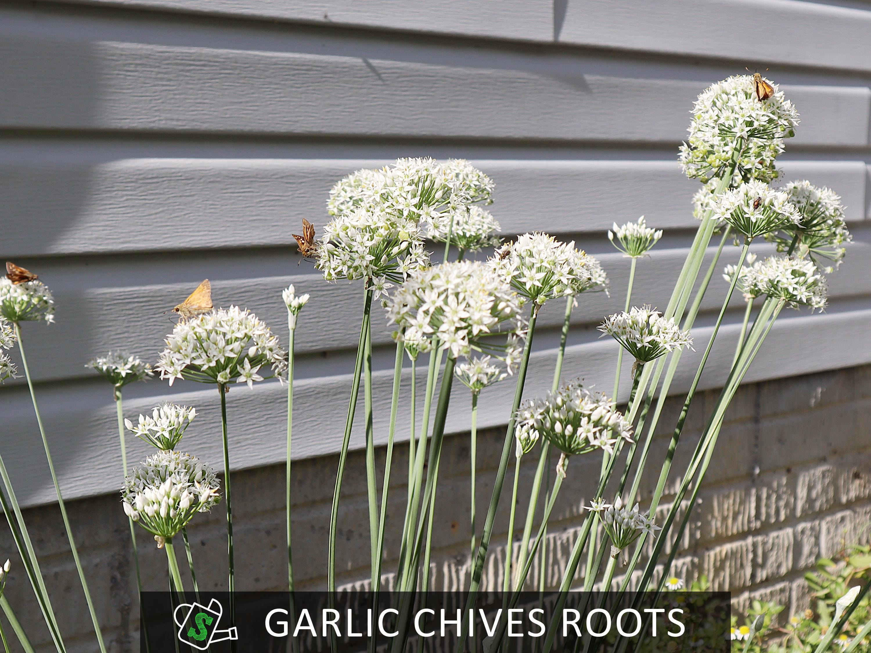 Chives Rooth's Organic Garlic Chives Roots, Broad-leaf Purple Stem | Heirloom ...