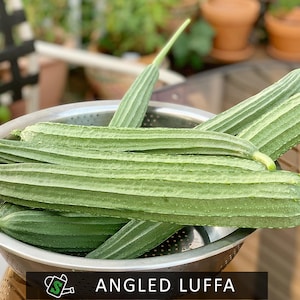 Organic Angled Luffa Seeds – Heirloom Ridge Gourd | 15 Seeds