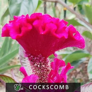 Coral Gardens Red COCKSCOMB CELOSIA Seeds | 100 Seeds