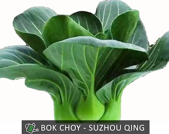 Suzhou Qing Chinese Bok Choy Seeds | Dark Green | Cold-Tolerant | 200+ Seeds
