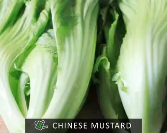 Mustard Greens Seeds - Spicy, Peppery Flavor, Fast-Growing Asian Green | 100+ seeds