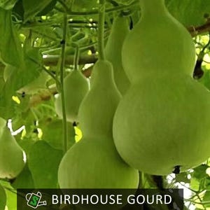 May include: Close-up of several green birdhouse gourds hanging from vines. The gourds have a bulbous shape with a narrow neck. The image includes the text "Birdhouse Gourd" at the bottom.