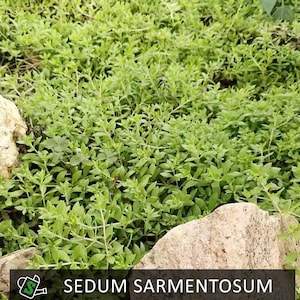 May include: A close-up of a patch of Sedum Sarmentosum, a succulent plant with small, bright green leaves. The plant is growing densely, with a few rocks visible in the foreground. The image is well-lit, showing the details of the plant.