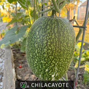 Shark Fin Melon Seeds - Spaghetti Squash Alternative, Long Keeper, Self-Shredding! | 10 seeds