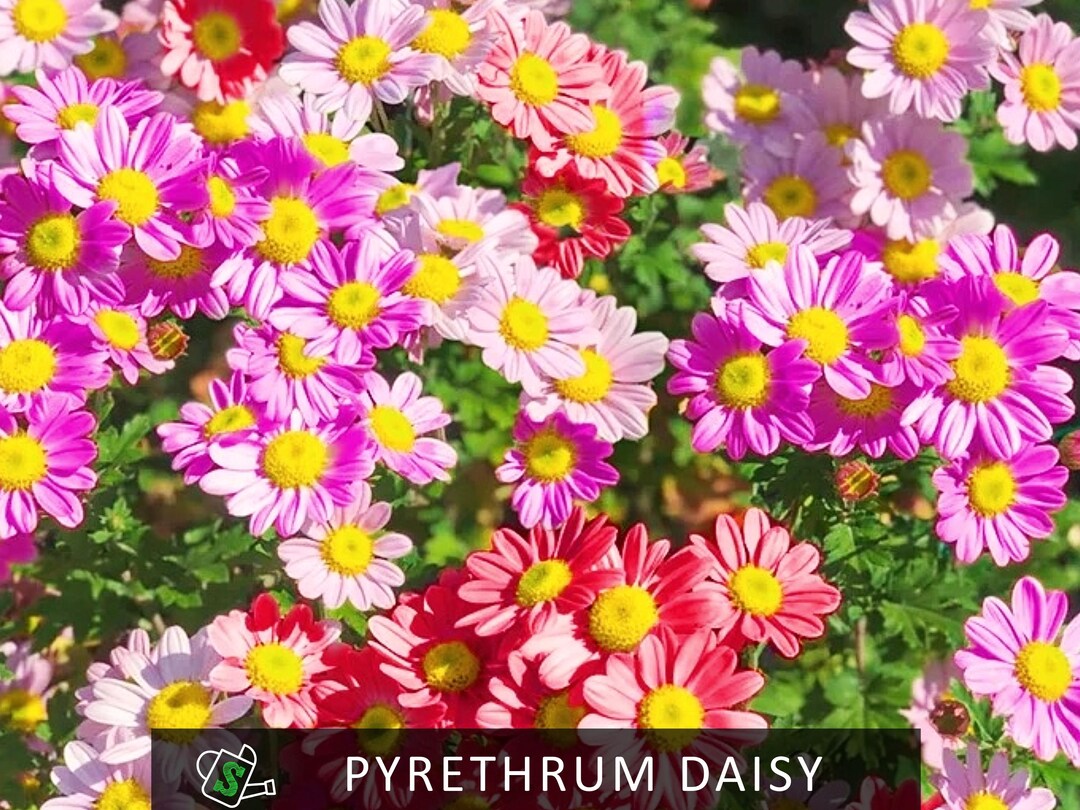 Pyrethrum Daisy Seeds | Natural Insecticide Plant, Organic Pest Control ...