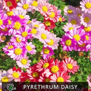 Pyrethrum Daisy Seeds | Natural Insecticide Plant, Organic Pest Control, Heirloom Medicinal Herb | 50+ seeds