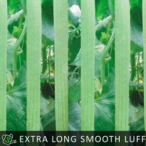 May include: Image of extra long, smooth luffa gourds growing on a vine. The gourds are a light green color and have a smooth texture. The text "EXTRA LONG SMOOTH LUFFA" is displayed in a black box at the bottom of the image.