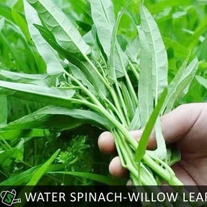 May include: A bunch of fresh, green water spinach-willow leaf vegetables. The leaves are long and slender, with a vibrant green color. The text "WATER SPINACH-WILLOW LEAF" is displayed at the bottom of the image.