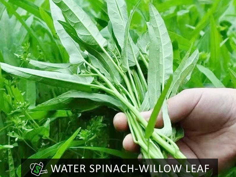 May include: A bunch of fresh, green water spinach-willow leaf vegetables. The leaves are long and slender, with a vibrant green color. The text "WATER SPINACH-WILLOW LEAF" is displayed at the bottom of the image.