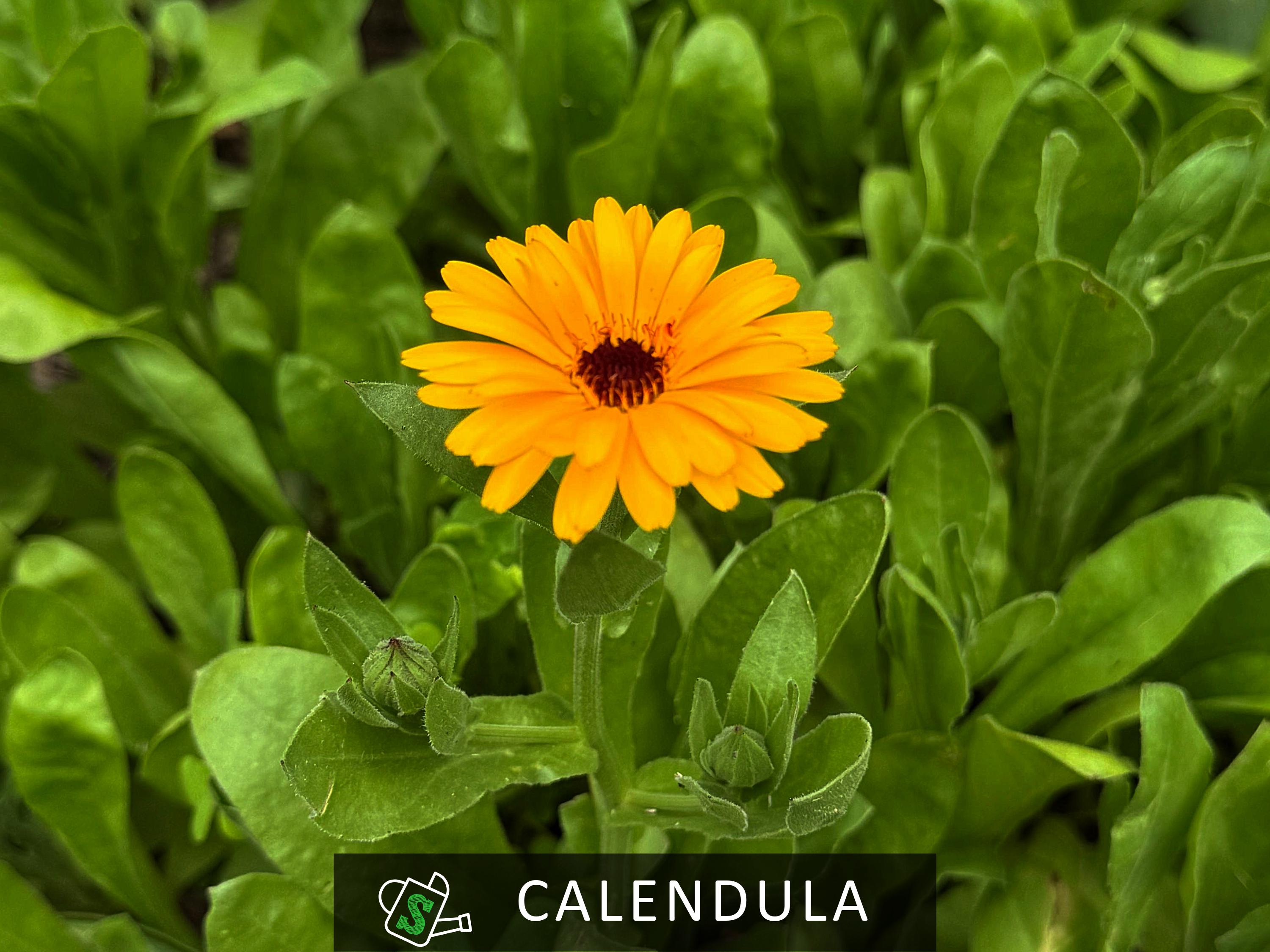 Organic Calendula Officinalis Seeds: Heirloom Pot Marigold, Medicinal ...