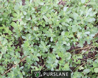 Organic Purslane Seeds | Heirloom, Superfood, Edible & Ornamental | 500+ seeds