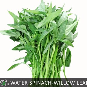 May include: A fresh bundle of water spinach, also known as willow leaf, with vibrant green leaves and stems. The image features the text "WATER SPINACH-WILLOW LEAF" in a black box at the bottom. The leaves have a slightly glossy appearance.