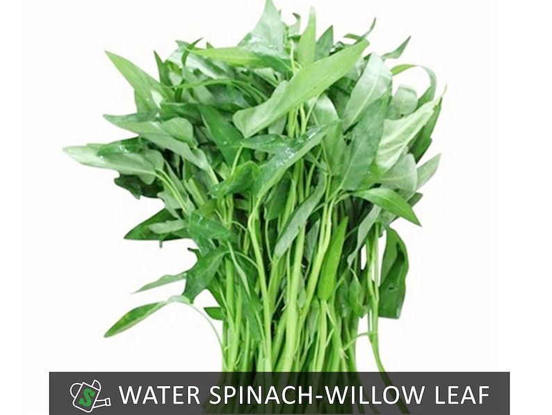 May include: A fresh bundle of water spinach, also known as willow leaf, with vibrant green leaves and stems. The image features the text "WATER SPINACH-WILLOW LEAF" in a black box at the bottom. The leaves have a slightly glossy appearance.