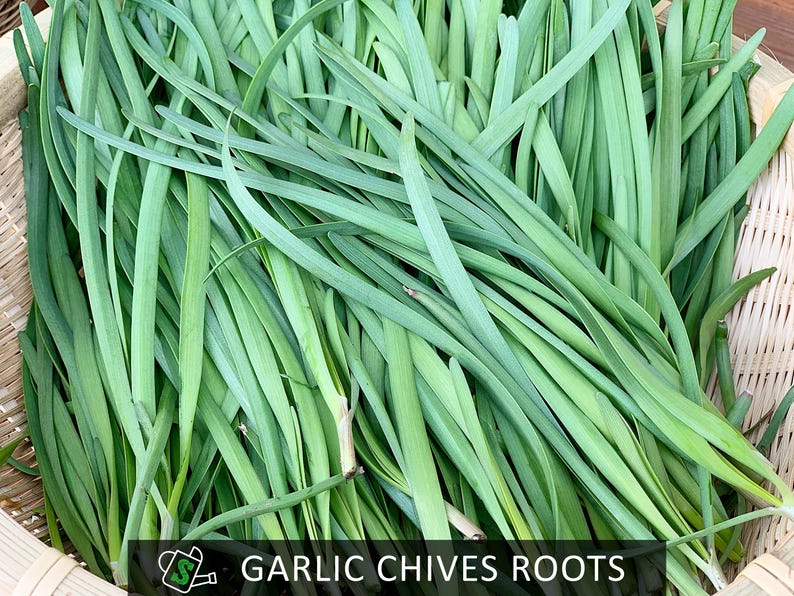 Chives Rooth's Organic Garlic Chives Roots, Broad-leaf Purple Stem | Heirloom ...