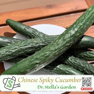 Chinese Spiky Cucumber Seeds: Heirloom Variety, Crispy & Juicy | 10 seeds