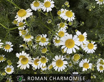 Organic Roman Chamomile Seeds (Chamaemelum nobile) | Soothing Herbal Tea | Relaxing Aroma | 200+ seeds
