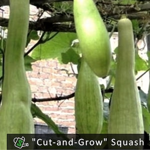 May include: Several light green, elongated squash hang from a vine, with green leaves and branches visible. The squash have a smooth texture and are labeled "Cut-and-Grow" Squash.