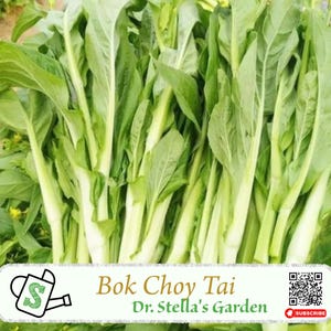 Bok Choy Tai Seeds - Chinese Flowering Cabbage - Sweet & Tender Stems 白菜苔 - 中国特色开花白菜 - 清甜脆嫩菜苔 - 稀有亚洲蔬菜 | 200+ seeds