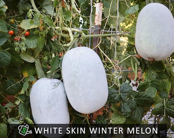 Heirloom White Skin Winter Melon Seeds | Soup & Stew Wax Gourd | 10 seeds