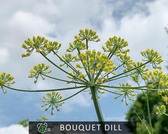 Organic Bouquet Dill Seeds | Heirloom, Culinary Herb | 100+ seeds