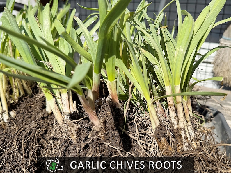 Chives Rooth's Organic Garlic Chives Roots, Broad-leaf Purple Stem | Heirloom ...