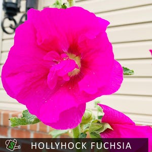 Heirloom Hollyhock Seeds Fuchsia | Cottage Garden Classic | Attracts Pollinators | 20 seeds