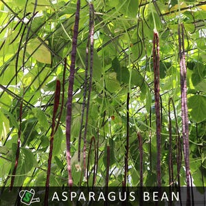 Purple Yard Long Bean Seeds | Organic Heirloom Asparagus, Heat-Loving I 30 seeds