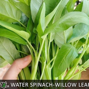 May include: A bunch of fresh, green water spinach leaves with long stems. The leaves are a vibrant green color and have a smooth texture. The text "WATER SPINACH-WILLOW LEAF" is displayed at the bottom of the image.