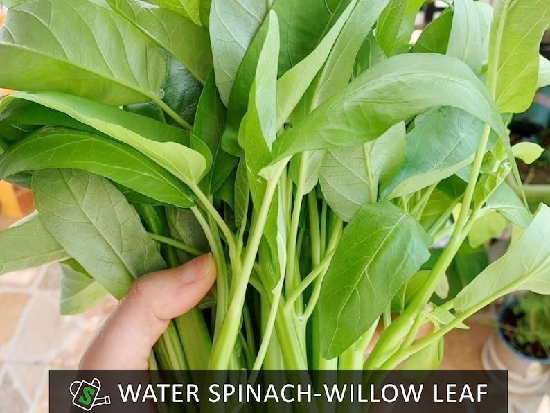 May include: A bunch of fresh, green water spinach leaves with long stems. The leaves are a vibrant green color and have a smooth texture. The text "WATER SPINACH-WILLOW LEAF" is displayed at the bottom of the image.