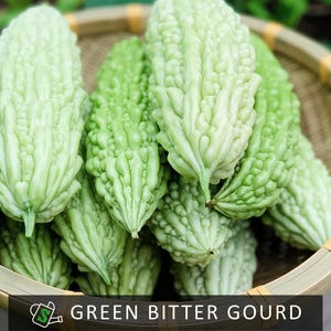 Organic Classic Green Bitter Gourd Seeds - Heirloom Asian Variety