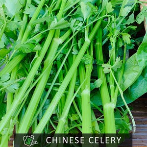 Organic Chinese Celery Seeds (Kintsai): Heirloom Variety for Container Gardens | 300+ seeds