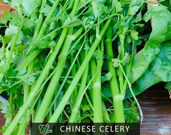Organic Chinese Celery Seeds (Kintsai): Heirloom Variety for Container Gardens | 300+ seeds