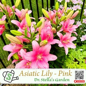 Pink Asian Lily Bulbs - Easy to Grow, Early Blooming, Vibrant Colors | 粉色亚洲百合球根 - 易栽早花 色彩缤纷 切花园艺之星