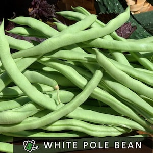 Organic Heirloom White Pole Bean Seeds | Tender, Stringless, Productive | 20 seeds