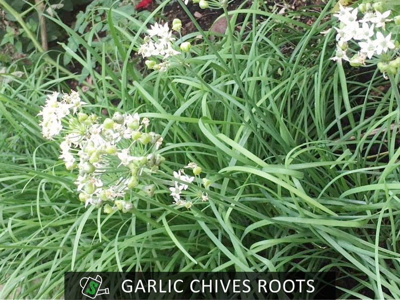 Chives Rooth's Organic Garlic Chives Roots, Small-leaf | Heirloom Perennial - Cut-and ...