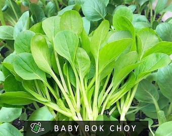 Baby Bok Choy Seeds | Fast-Growing, Sweet Asian Greens