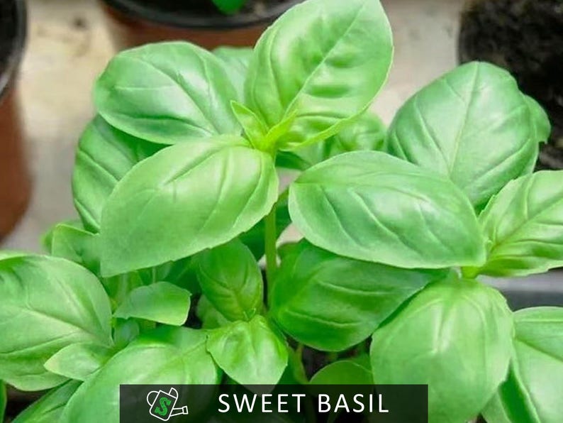 Sweet Genovese Basil Seeds – Heirloom Italian Herb for Pesto | 20 Seeds ...