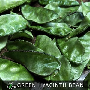 Organic Green Broad Hyacinth Bean Seeds: Edible Ornamental Vine | 10 Seeds