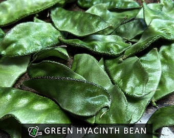 Organic Green Broad Hyacinth Bean Seeds: Edible Ornamental Vine | 10 Seeds