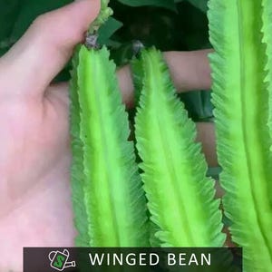 Winged Bean Four-Angled Bean | Tropical Superfood | Edible Pods, Leaves, Tubers & Flowers | 10 seeds