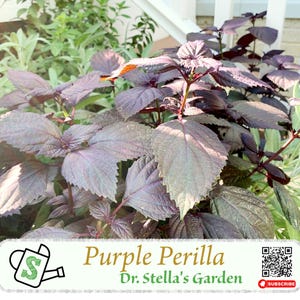 Purple Perilla Seeds - A Dream for Herbs, Cuisine & Decoration l 神秘紫色紫苏种子 - 香草、料理与装饰的梦幻逸品 | 50+ seeds