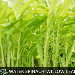 Fast-Growing Willow Leaf Water Spinach Seeds - Kong Xin Cai - Cut-and-Come-Again Vegetable! image 1